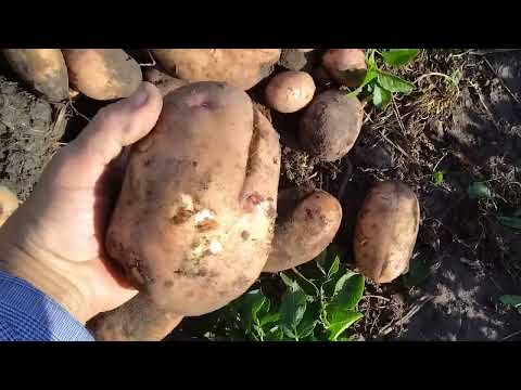 Видео: 17 августа собираю урожай картофеля 🥔!
