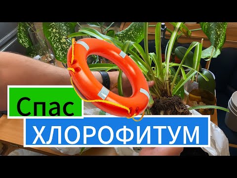 Видео: Этот хлорофитум был обречен! Я его спас!