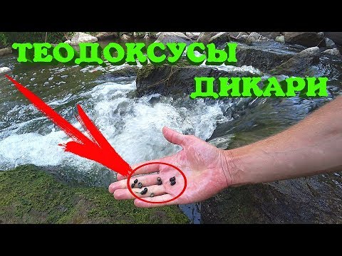 Видео: ТЕОДОКСУСЫ В ДИКОЙ ПРИРОДЕ!!!