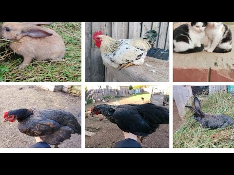 Видео: Жизнь в деревне 🌳. Пополнение на хозяйстве 🐔🐓. Вечерняя управка 