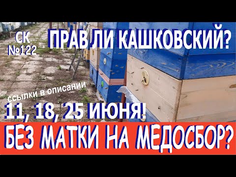 Видео: Почему метод Кашковского то работает, то нет? Неправильные пчёлы? Или неумелое пчеловодство? СК-№122