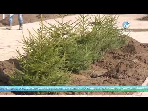 Видео: Ағаш егу күні аталып өтті (БЕЙНЕБАЯН)