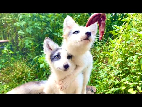 Видео: Две милые лисы 🦊 становятся красивее. Они скучают по мне, если мы не видимся день. 🦊🥰😘❤👍👍👍