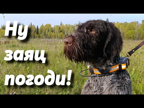 Видео: Охота с дратхааром на лося и касачей! Бывает и такое!