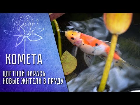 Видео: Цветной карась для пруда "КОМЕТА" Colored crucian carp for the pond