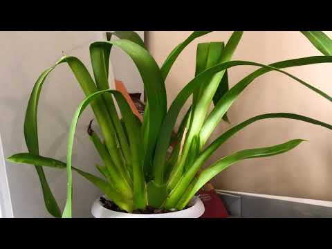 Видео: Уход за мильтонией