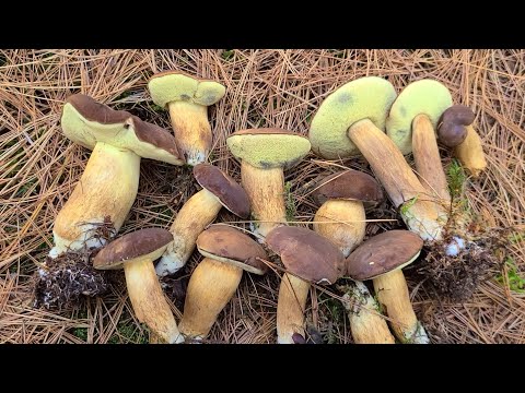 Видео: Грибы в ноябре , Германия 