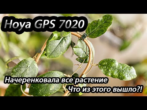 Видео: Hoya GPS 7020- начеренковала все растение, что их этого вышло?!