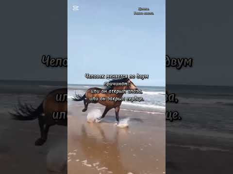 Видео: цитаты #лошади #умныемысли #мудрыеслова #красивоевидео