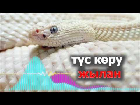 Видео: Түсіңізде жылан көру нені білдіреді - Түсіңізде жылан көрсеңіз - Түсіңде жылан
