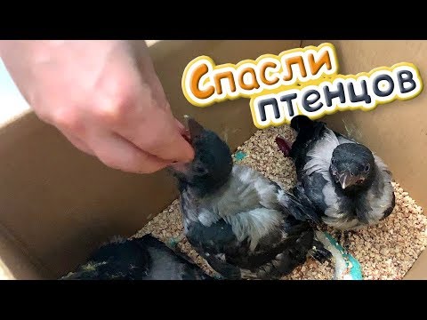 Видео: СПАСЛИ ПТЕНЦОВ ВОРОНЫ