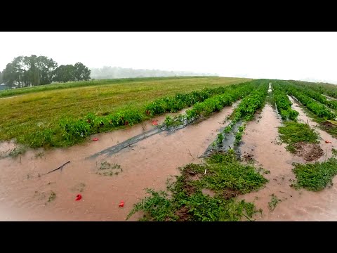 Видео: Сильный шторм замедляет сбор урожая