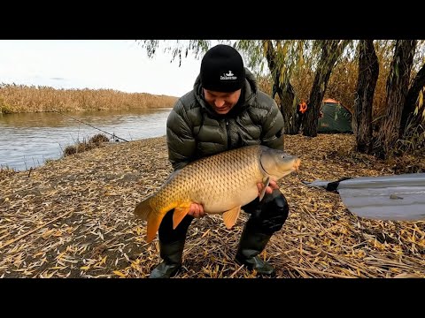 Видео: Секреты успешной ловли сазана на жмых. Рыбалка на домашний ЖМЫХ и Даже в холодной воде