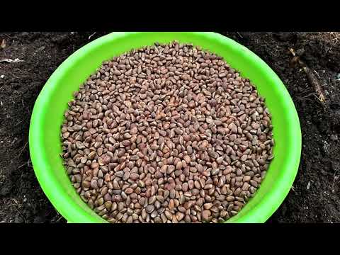 Видео: Как посеять КЕДРОВЫЙ ОРЕХ в открытый грунт? САДИМ ТОЛЬКО ТАК более 15 лет!