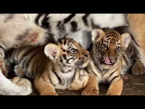 Видео: Тигрица обдала меня ЛЕДЯНЫМ ДЫХАНИЕМ !