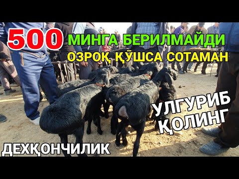 Видео: ОЗРОҚ ҚӮШСА СОТАМАН!  УЛГУРИБ ҚОЛИНГ. БУҒОЗ ҚӮЙ ВА ҚӮЗИ НАРХЛАРИ. 27-ОКТАБР ҚАШҚАДАРЁ ҚАРШИ 2025-Й