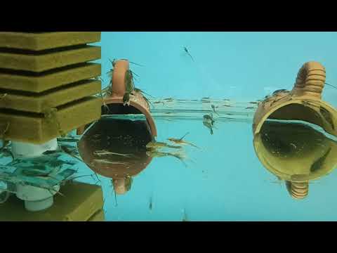 Видео: Стурисома Панамская (Кормление и совместное содержание с другими сомиками).