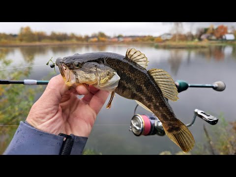 Видео: Ловля ротана на силиконовые приманки. Джиг риг или мормышка? Клюёт на всё!