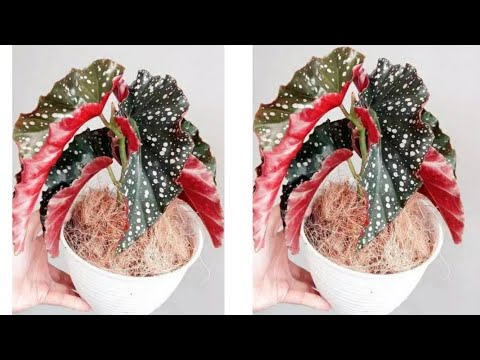 Видео: Как сделать красивый цветок из полиэтиленового пакета | Цветочные ремесла