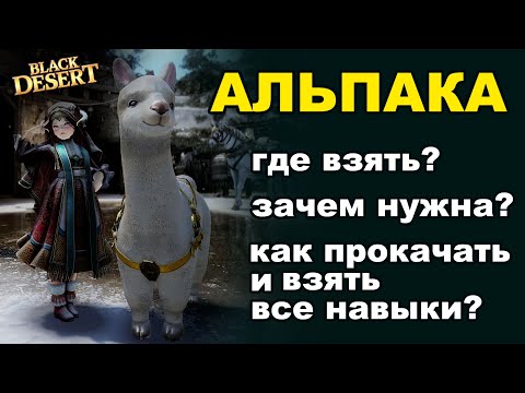Видео: АЛЬПАКА. Милый ездовой питомец в БДО (BDO - Black Desert)
