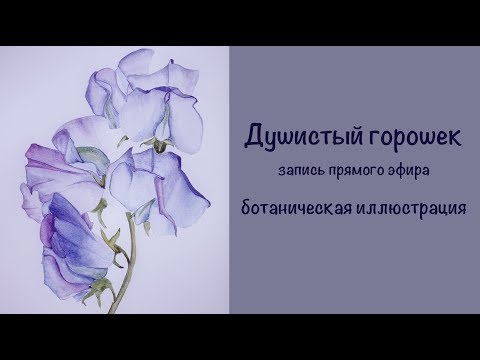 Видео: Душистый горошек, краткая запись прямого эфира