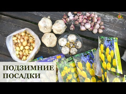 Видео: Что посадить в октябре? Мои подзимние посадки