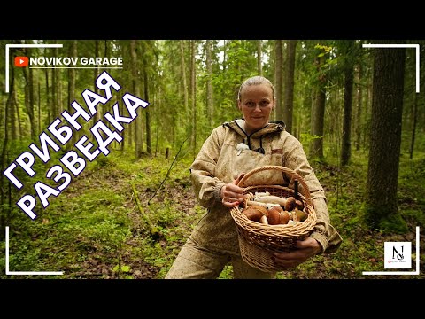 Видео: Грибная разведка 25 августа 2025. Всеволожский район.
