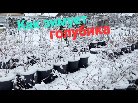 Видео: Как зимует голубика в контейнерах и на огороде!!!