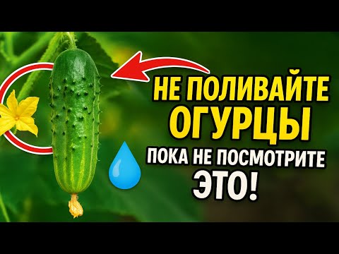 Видео: НЕ ПОЛИВАЙТЕ ОГУРЦЫ, пока не посмотрите это! 💧 7 причин, почему у вас одни пустоцветы.