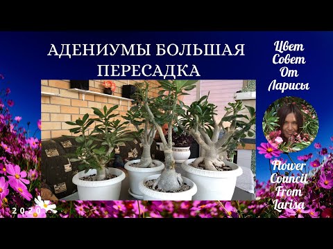 Видео: АДЕНИУМ БОЛЬШАЯ ПЕРЕСАДКА | КАК ПЕРЕСАДИТЬ АДЕНИУМ 4К