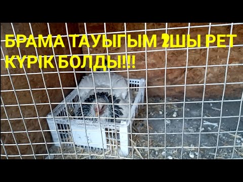 Видео: ЖАНА БАЛАПАНДАР ШЫКТЫ!!!