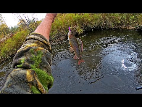 Видео: Рыбалка в Хабаровском крае. Река Пото. Хариус, ленок. 23.09.2021 г.