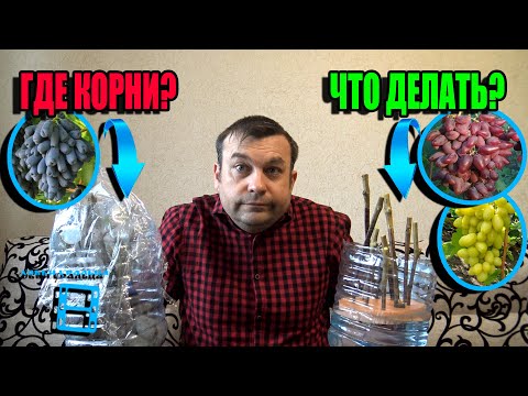 Видео: ПОЧЕМУ НЕ УКОРЕНЯЮТСЯ ЧЕРЕНКИ ВИНОГРАДА? УХОД ЗА ЧЕРЕНКАМИ ПРИ УКОРЕНЕНИИ. СЕВЕРНЫЙ ВИНОГРАДНИК 23-4