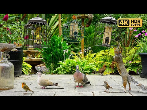 Видео: Кино Для кошек и собак 😸 Пугливые птицы и настойчивые белки 🕊️🐿️ птички для кошек