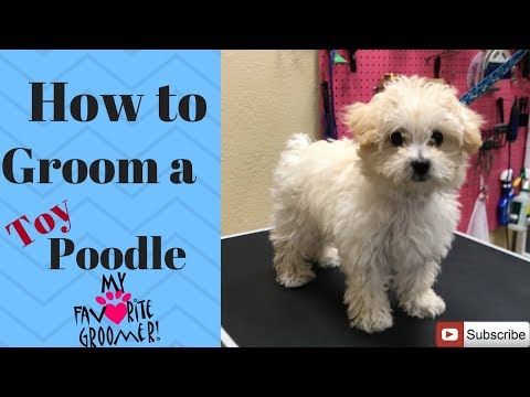 Видео: Как ухаживать за щенком пуделя