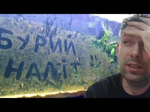 Видео: Бурий наліт в акваріумі - ефективний метод боротьби з бурими водоростями (діатомовими)