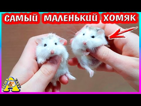 Видео: Сколько весит Самый Маленький Хомяк Роборовского / Взвешиваем хомяков / Alisa Easy Pets