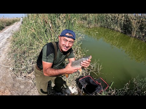 Видео: БАЛИК ОВИ . ЁВВОЙИ АНХОРЛАРДА ФЛЕТ МЕТОДГА УШЛАНГАН КАТТА САЗАНЛАР ВА КАРАСЬ БАЛИКЛАРИ 26 .О9.23 йил