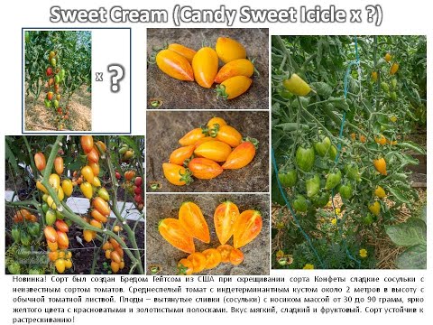 Видео: Когда я собираюсь сажать рассаду томатов и новая порция сортовых томатов для отбора на посадку 2025