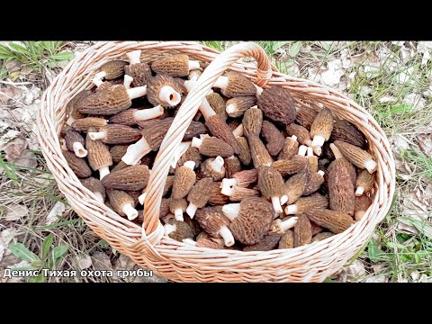 Видео: Корзина сморчков и несколько других видов грибов | грибы 2023
