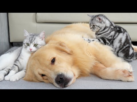 Видео: Вот что происходит, когда собаки держат кошек!