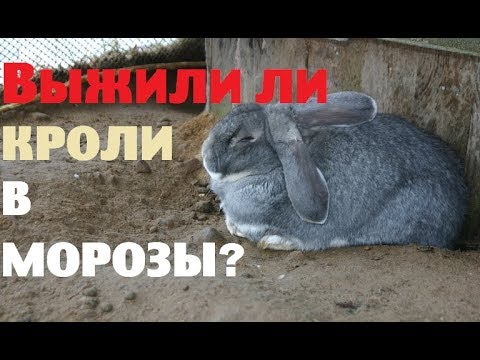 Видео: Выжили ли кролики в морозы на улице?