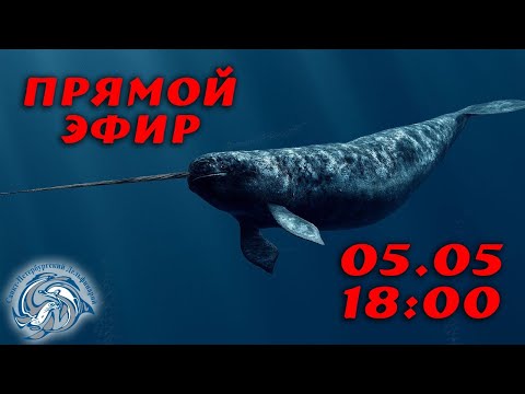 Видео: О морских единорогах и не только. Беседы в Санкт-Петербургском Дельфинарии