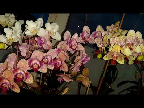 Видео: Что делать чтобы орхидеи цвели обильно.Подробно о моем уходе.Схема удобрений