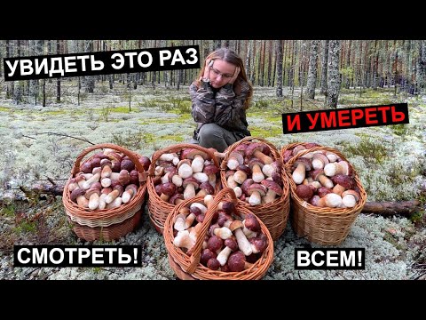 Видео: НЕТРОНУТЫЙ ЛЕС, МИЛЛИОН БЕЛЫХ ГРИБОВ ПОВСЮДУ, ЛУЧШАЯ ТИХАЯ ОХОТА ЭТОГО ГОДА! СКАЖУ ГДЕ ЭТО!