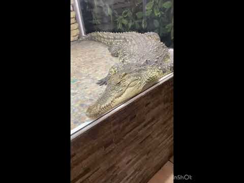 Видео: «Ленинградский зоопарк»