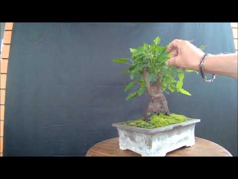 Видео: Бонсай клён татарский, черноклён 3 Bonsai acer tatáricum 2021 год лето