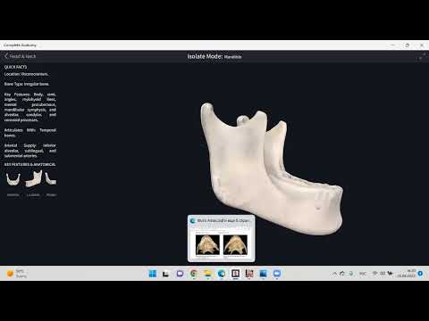 Видео: 📌 Төменгі жақсүйек.  Нижняя челюсть, os mandibula. 👤Кучкаров Азизбек