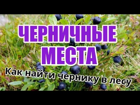 Видео: ГДЕ СОБИРАТЬ ЧЕРНИКУ. Черничные места. Как найти Чернику в лесу. СБОР ЧЕРНИКИ В БЕЛАРУСИ 2021