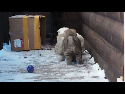 Видео: шикарные щенки американской акиты